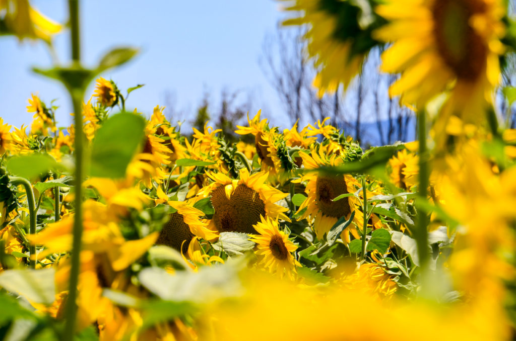 gardening sunflowers