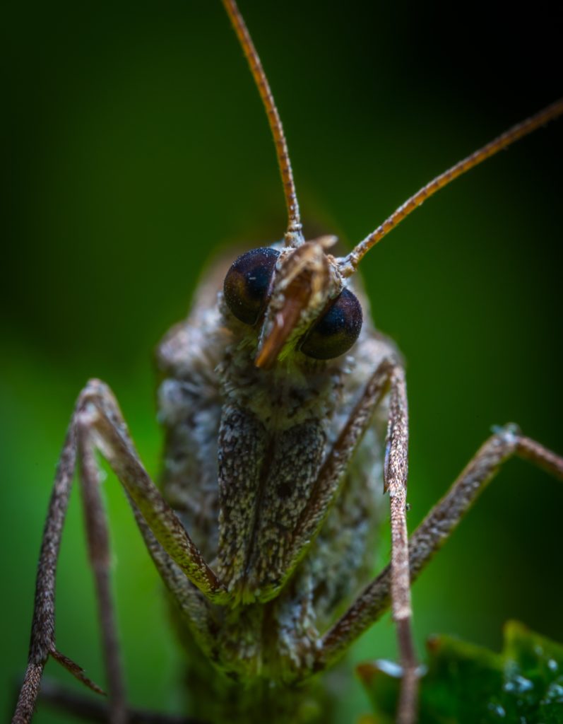 garden pest