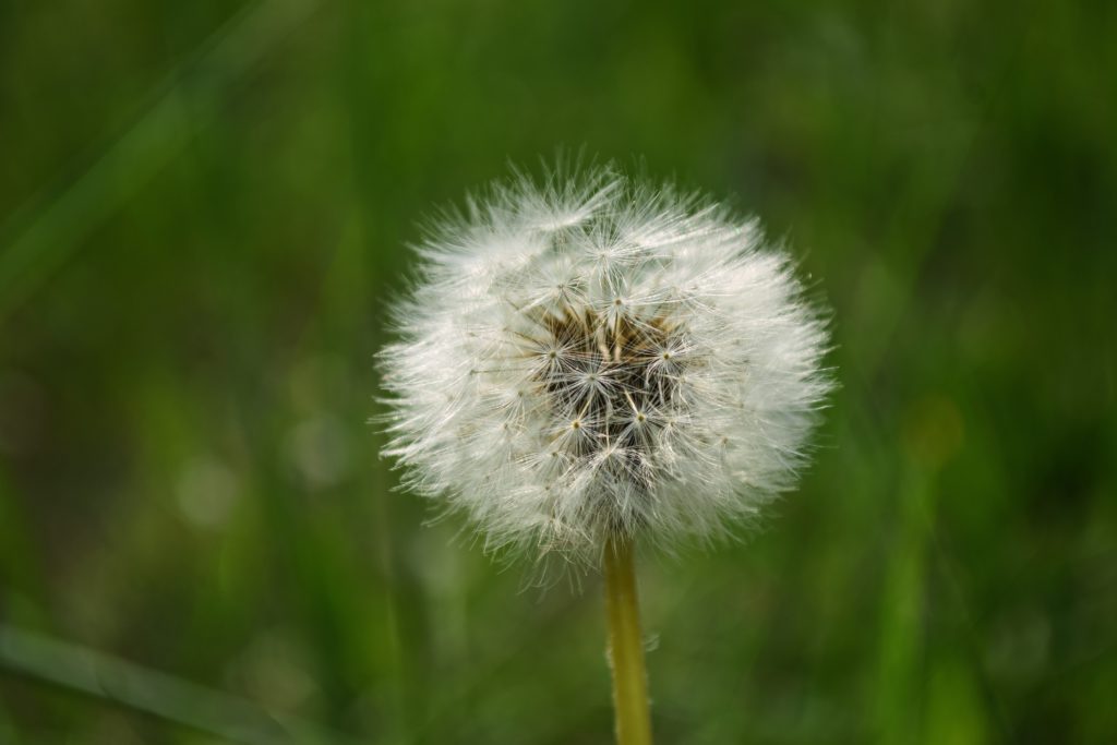 weeds in the garden