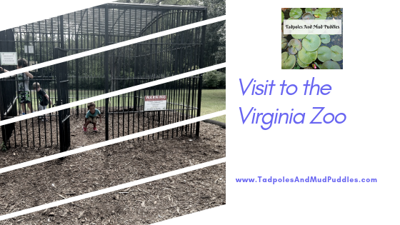 visit to the virginia zoo