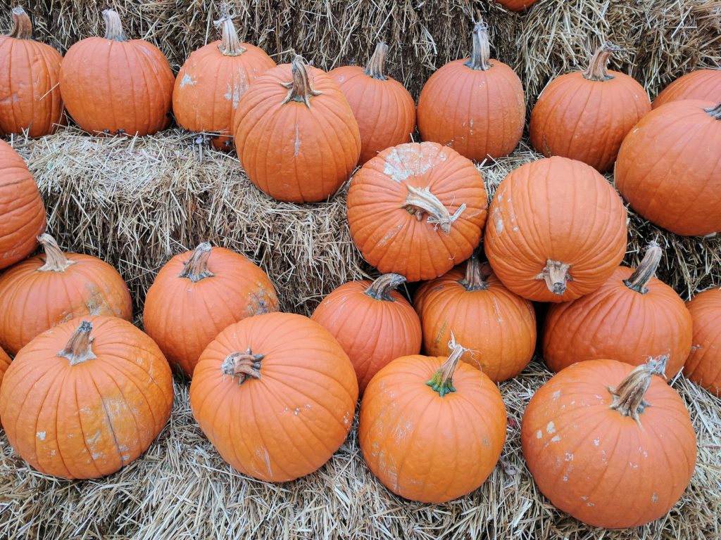 pumpkins, crafts, activities, fall crafts and activities, toddler