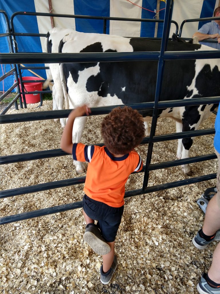 pet the cows at ag progress days