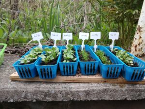 white plant markers for garden starters