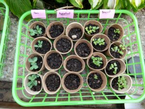 DIY plant markers for garden starters