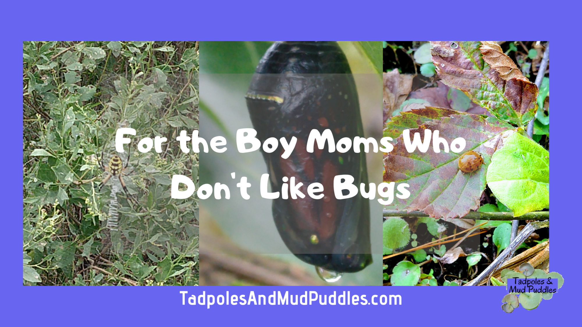 For the boy moms who don't like bugs