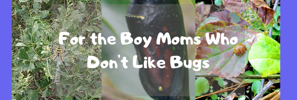 For the boy moms who don't like bugs
