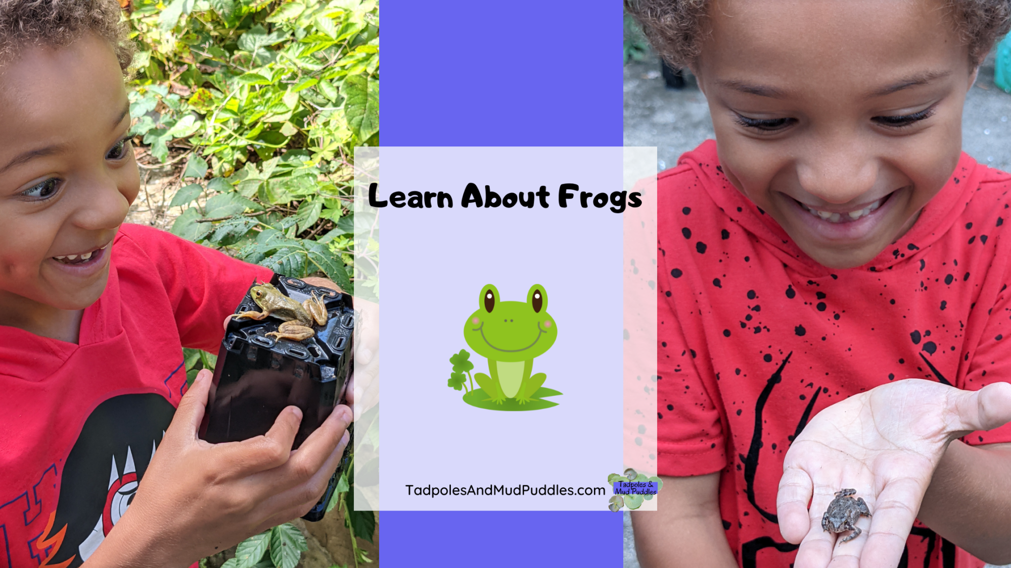 learn about frogs