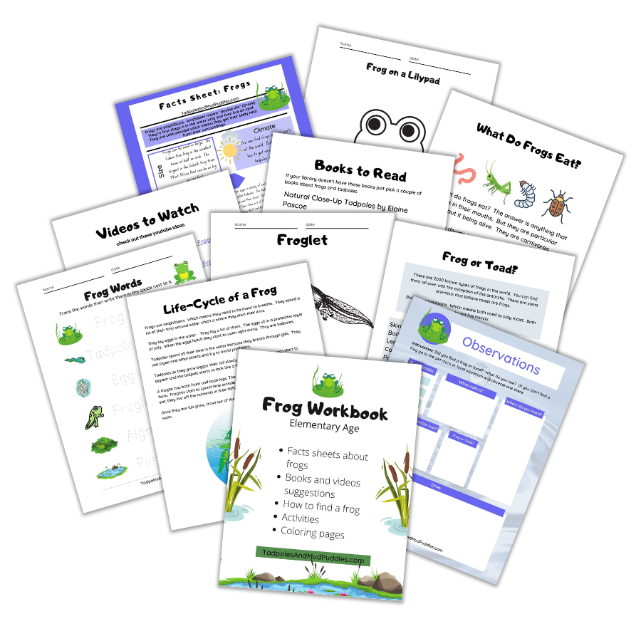 Frog Workbook preview