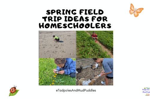 Spring Field Trip Ideas for Homeschoolers